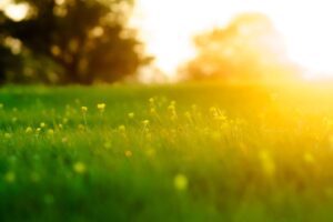 zdjęcie podglądowe tematu artykułu jakim jest przesilenie wiosenne