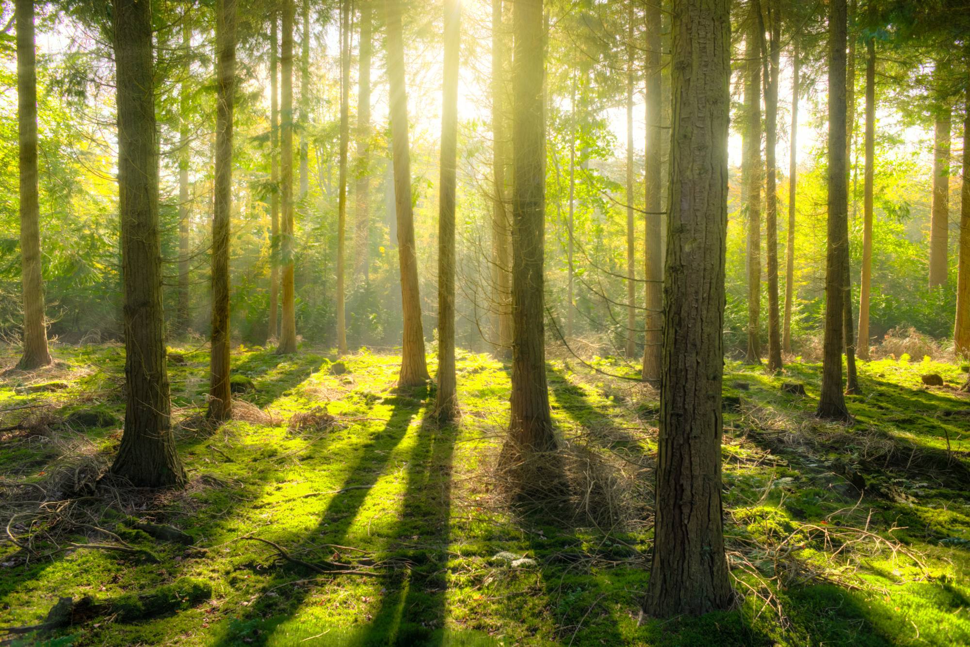 zdjęcie podglądowe tematu artykułu jakim jest shinrin-yoku - terapia lasem
