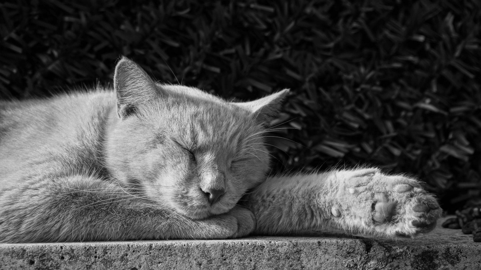 zdjęcie podglądowe tematu artykułu jakim jest sen